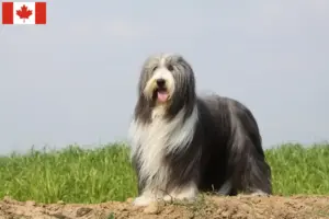 Read more about the article Bearded Collie tenyésztők és kölykök Kanadában
