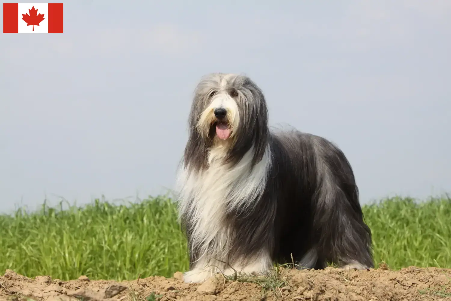 Bearded Collie kölykök és tenyésztők Kanada Találd meg a Bearded Collies tenyésztőket Kanadában.