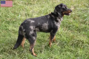 Read more about the article Beauceron tenyésztők és kölykök az USA-ban