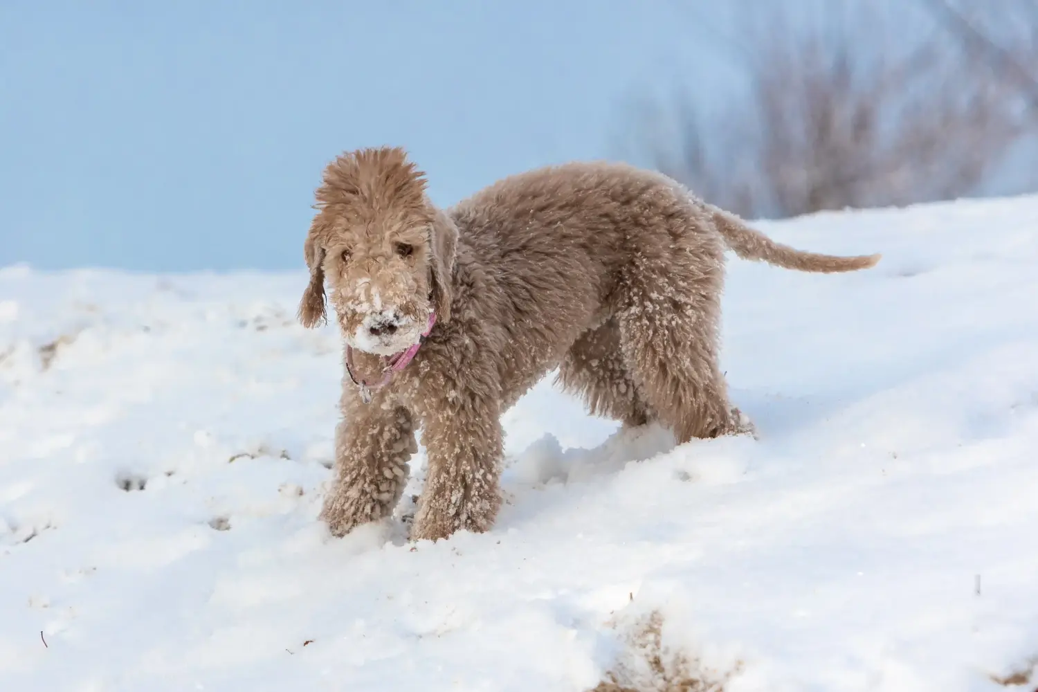 Bedlington terrier kölyökkutya vásárlása felelősségvállalást jelent! Vásároljon Bedlington terrier kiskutyákat.