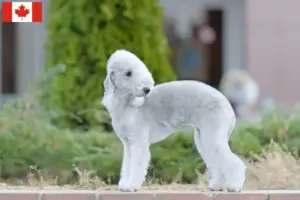 Read more about the article Bedlington terrier tenyésztők és kiskutyák Kanadában