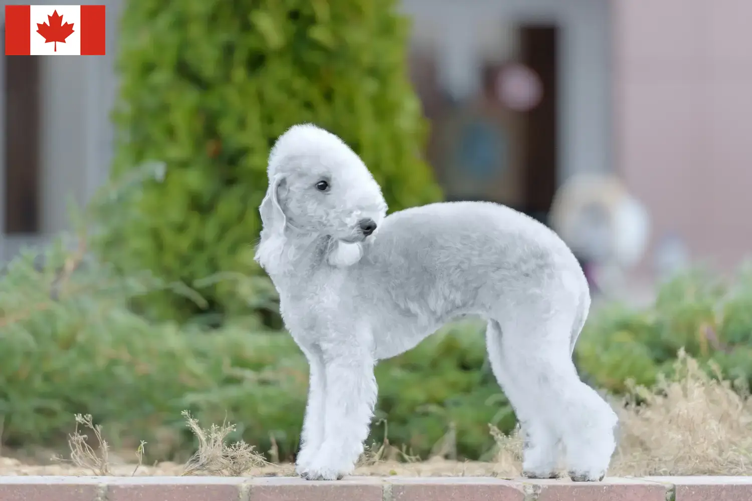 Read more about the article Bedlington terrier tenyésztők és kiskutyák Kanadában