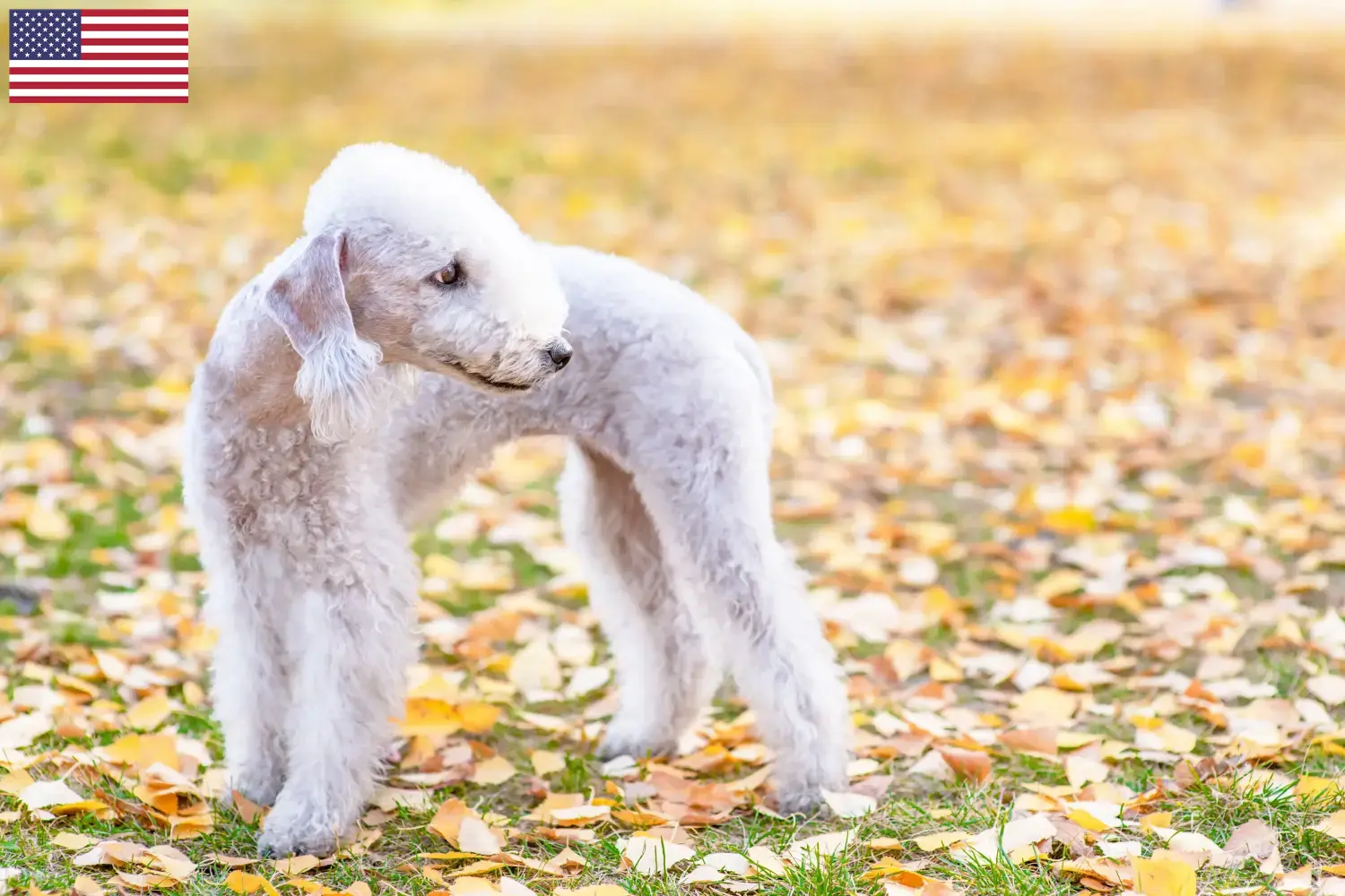 Bedlington terrier kölykök és tenyésztők USA Bedlington terrier tenyésztőket az USA-ban itt találsz.
