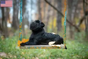 Read more about the article Belga törpe griffon tenyésztők és kölykök az USA-ban