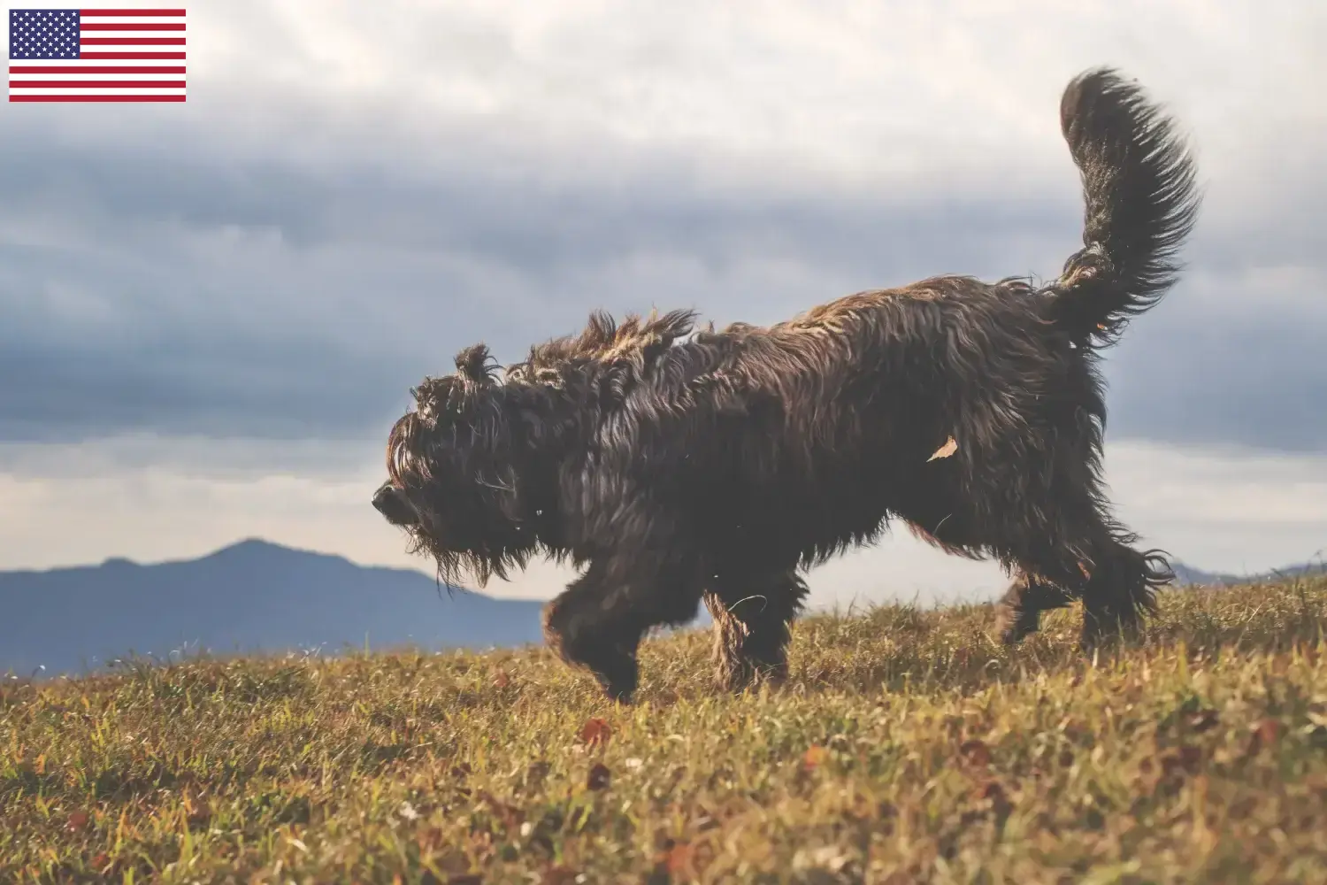 Read more about the article Bergamasco juhászkutya tenyésztők és kölykök az USA-ban