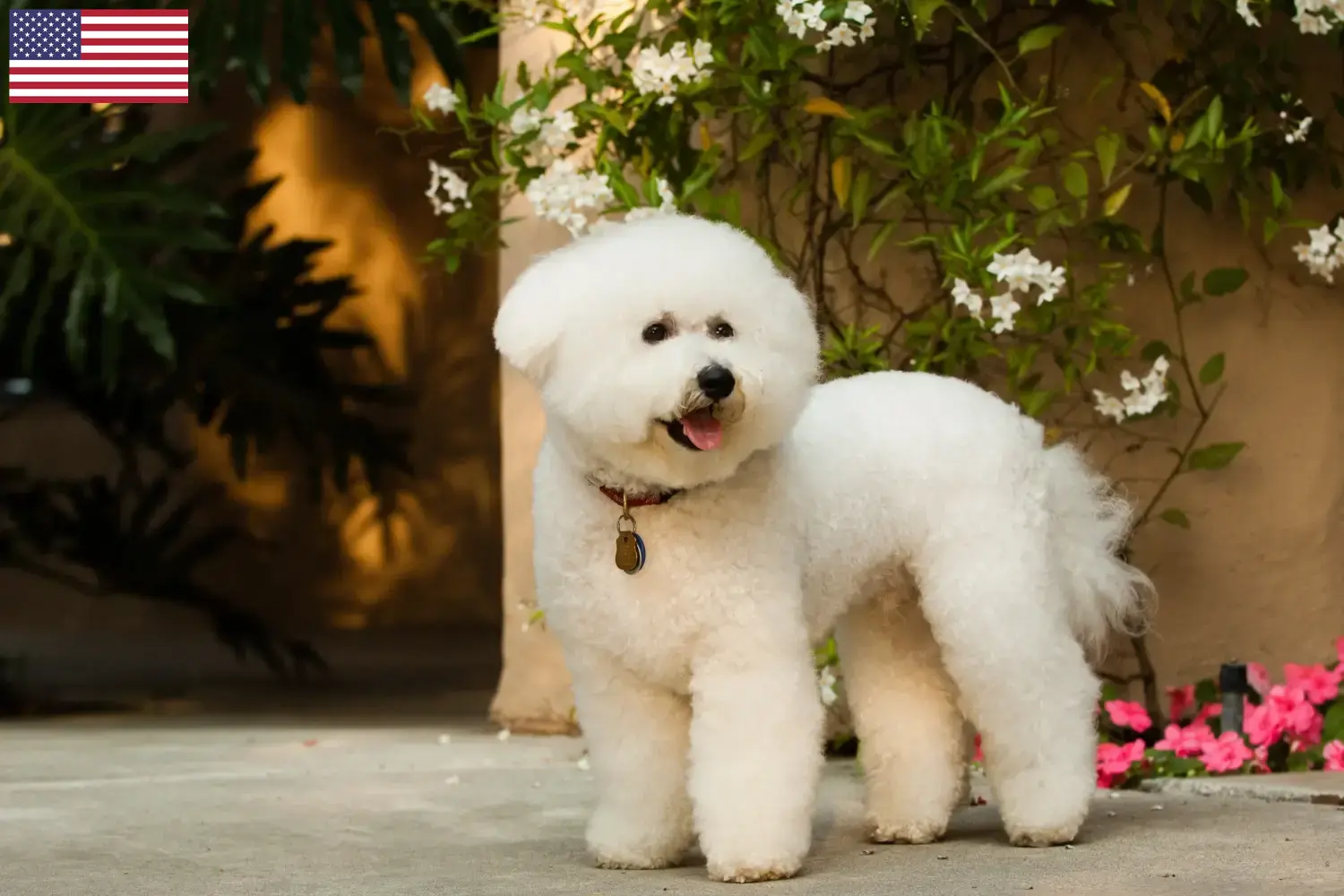 Bichon Frisé kiskutyák és tenyésztők USA Bichon Frisé tenyésztőket az USA-ban itt találsz.
