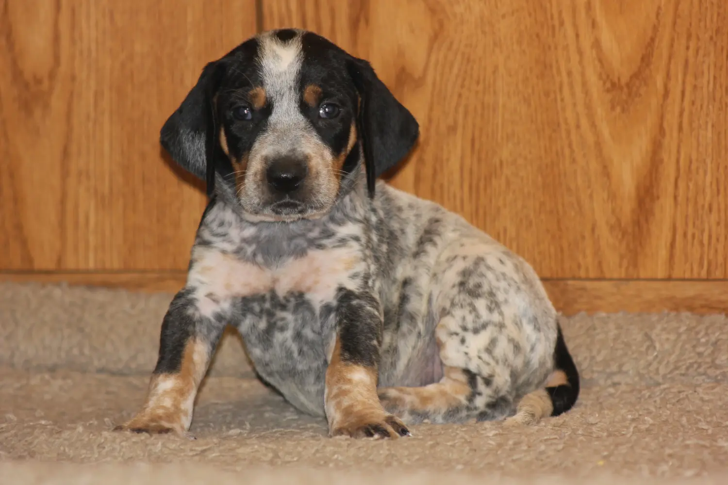 Egy Bluetick Coonhound kölyökkutya megvásárlása felelősségvállalást jelent! Vásároljon Bluetick Coonhound kiskutyákat.