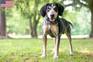 Read more about the article Bluetick Coonhound tenyésztők és kölykök az USA-ban