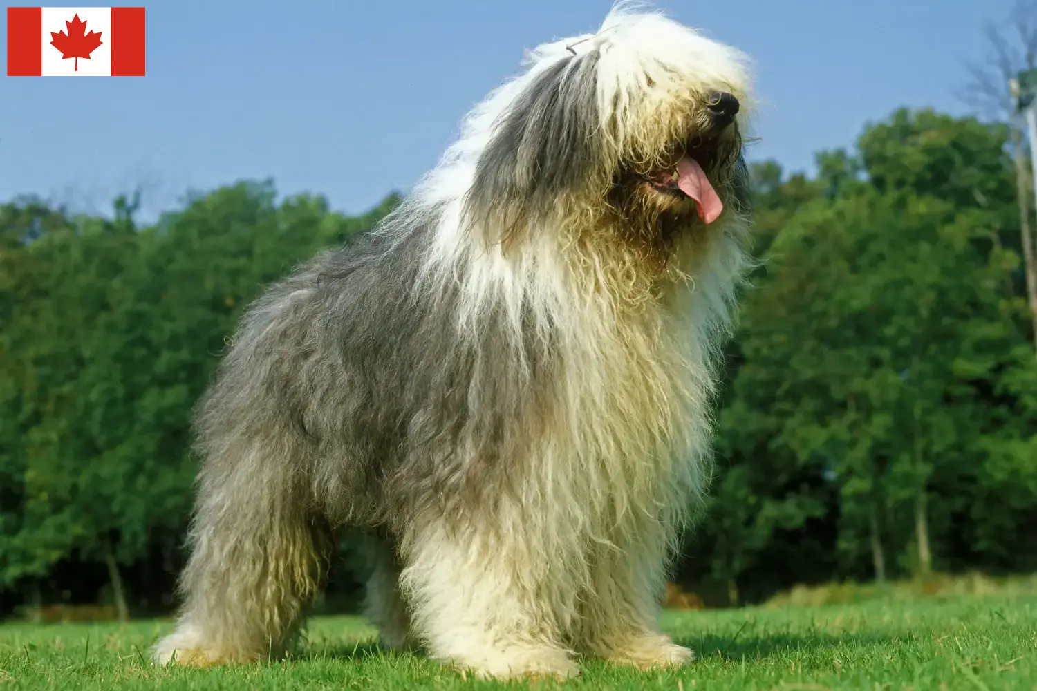 Bobtail kiskutyák és tenyésztők Kanada Itt találhat Bobtails tenyésztőket Kanadában.