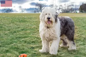 Read more about the article Bobtail tenyésztők és kölykök az USA-ban