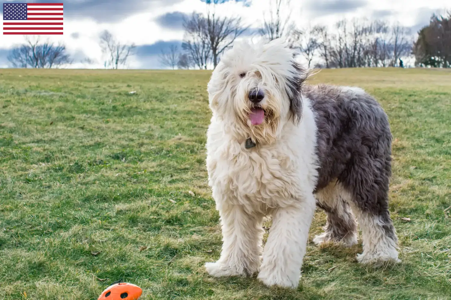 Bobtail kiskutyák és tenyésztők USA Itt találhat Bobtails tenyésztőket az USA-ban.