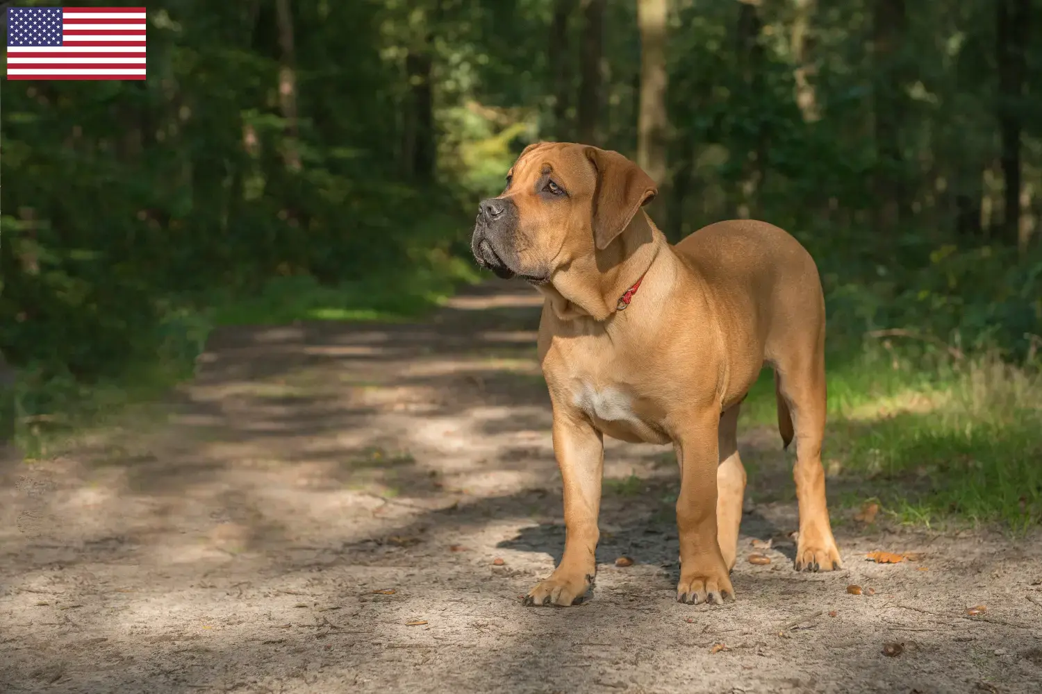 Read more about the article Boerboel tenyésztők és kölykök az USA-ban