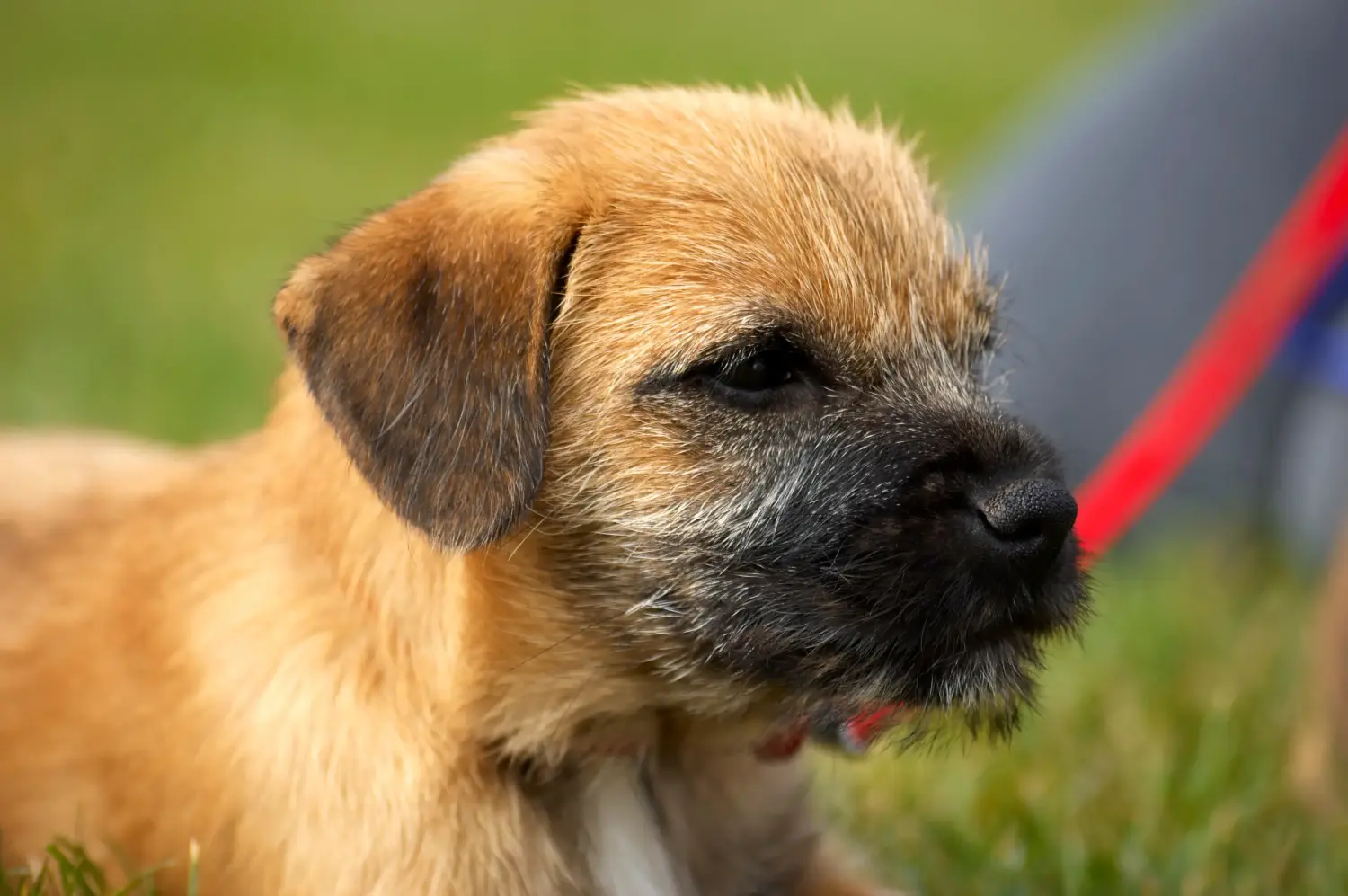 Border terrier kölyökkutya vásárlása felelősségvállalást jelent! Border terrier kiskutyák vásárlása.