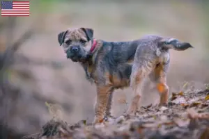 Read more about the article Border terrier tenyésztők és kölykök az USA-ban