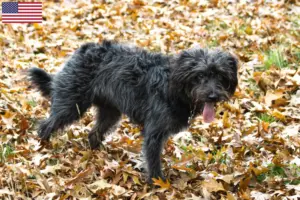 Read more about the article Bordoodle tenyésztők és kölykök az USA-ban
