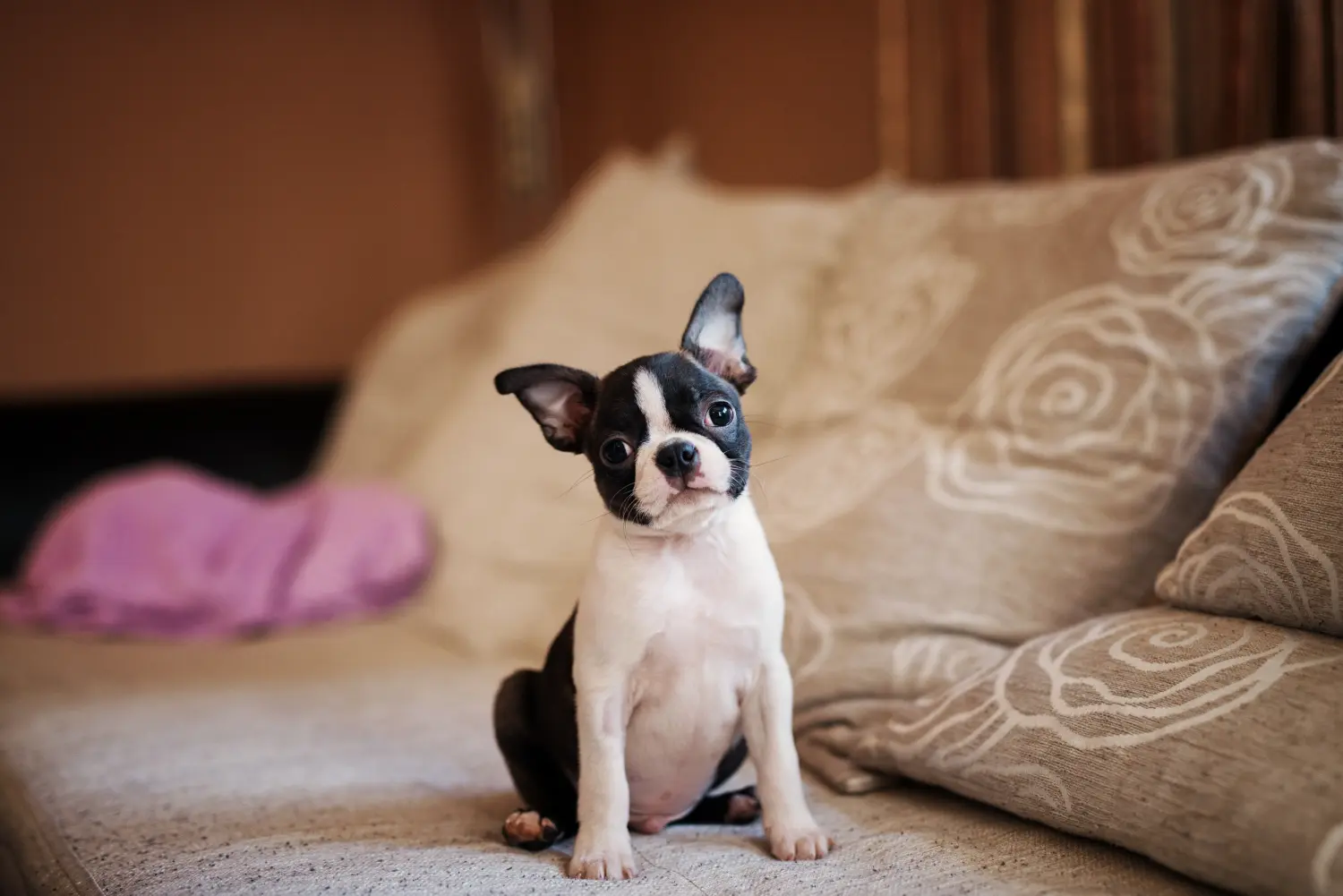 Boston terrier kölyökkutya vásárlása felelősségvállalást jelent! Boston terrier kölyökkutyák vásárlása.
