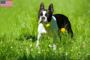 Read more about the article Boston Terrier tenyésztők és kölykök az USA-ban