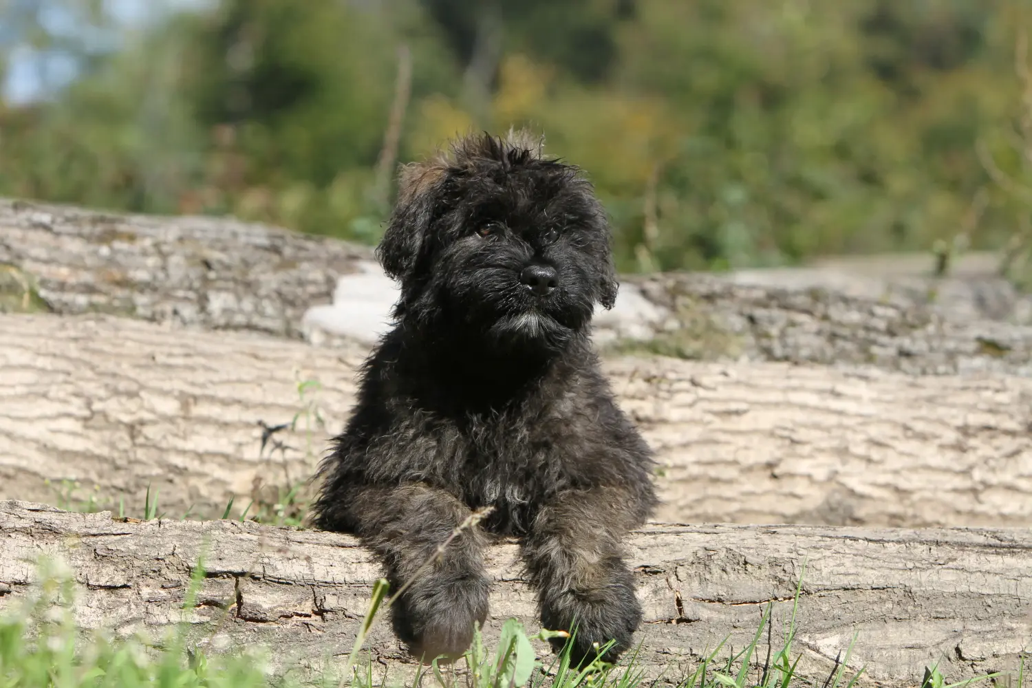 Egy Bouvier des Flandres kiskutya megvásárlása felelősségvállalást jelent! Vásároljon Bouvier des Flandres kiskutyákat.