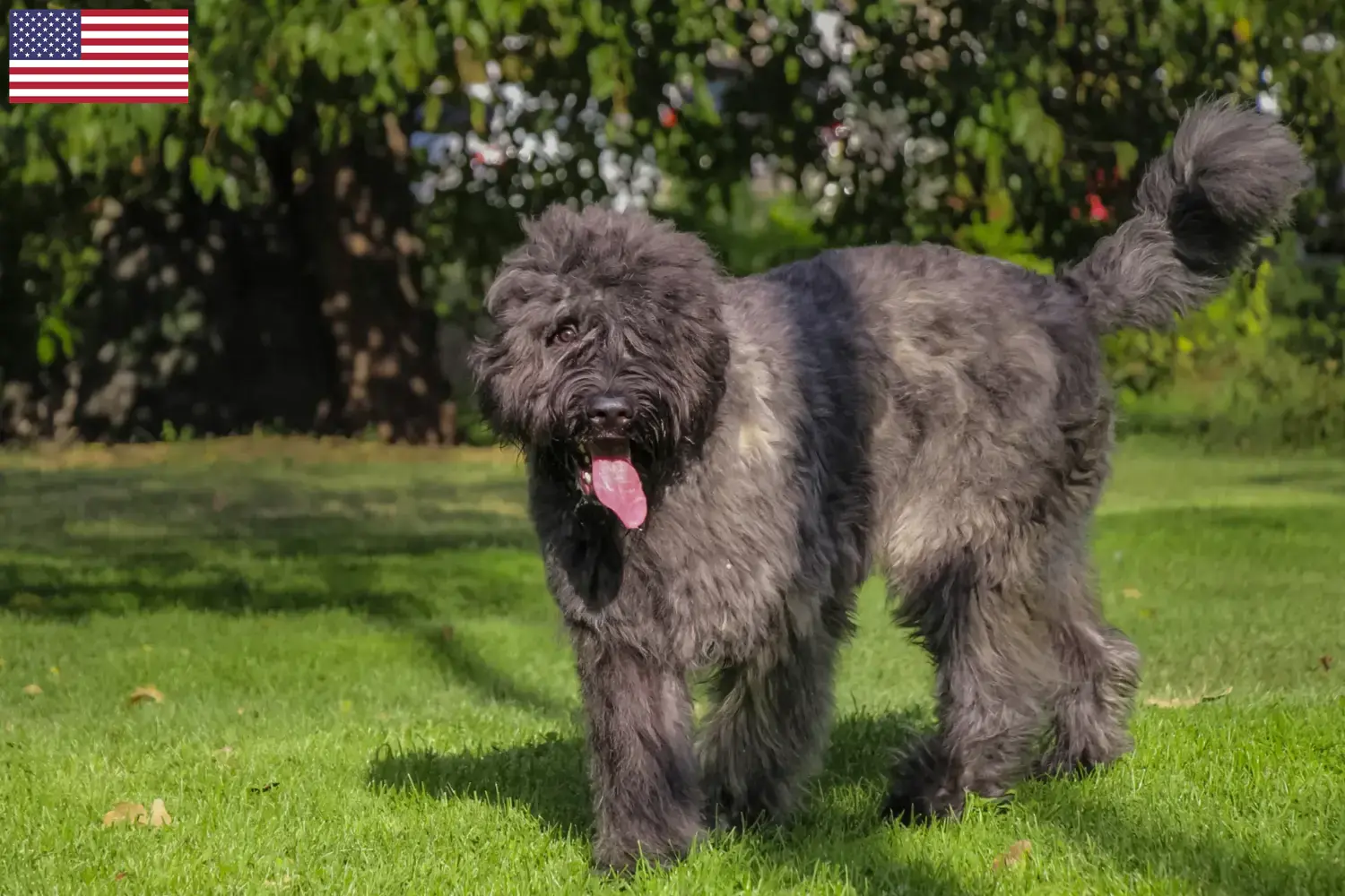 Bouvier des Flandres kiskutyák és tenyésztők USA Itt találhat Bouvier des Flandres tenyésztőket az USA-ban.