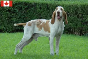 Read more about the article Bracco Italiano tenyésztők és kölykök Kanadában