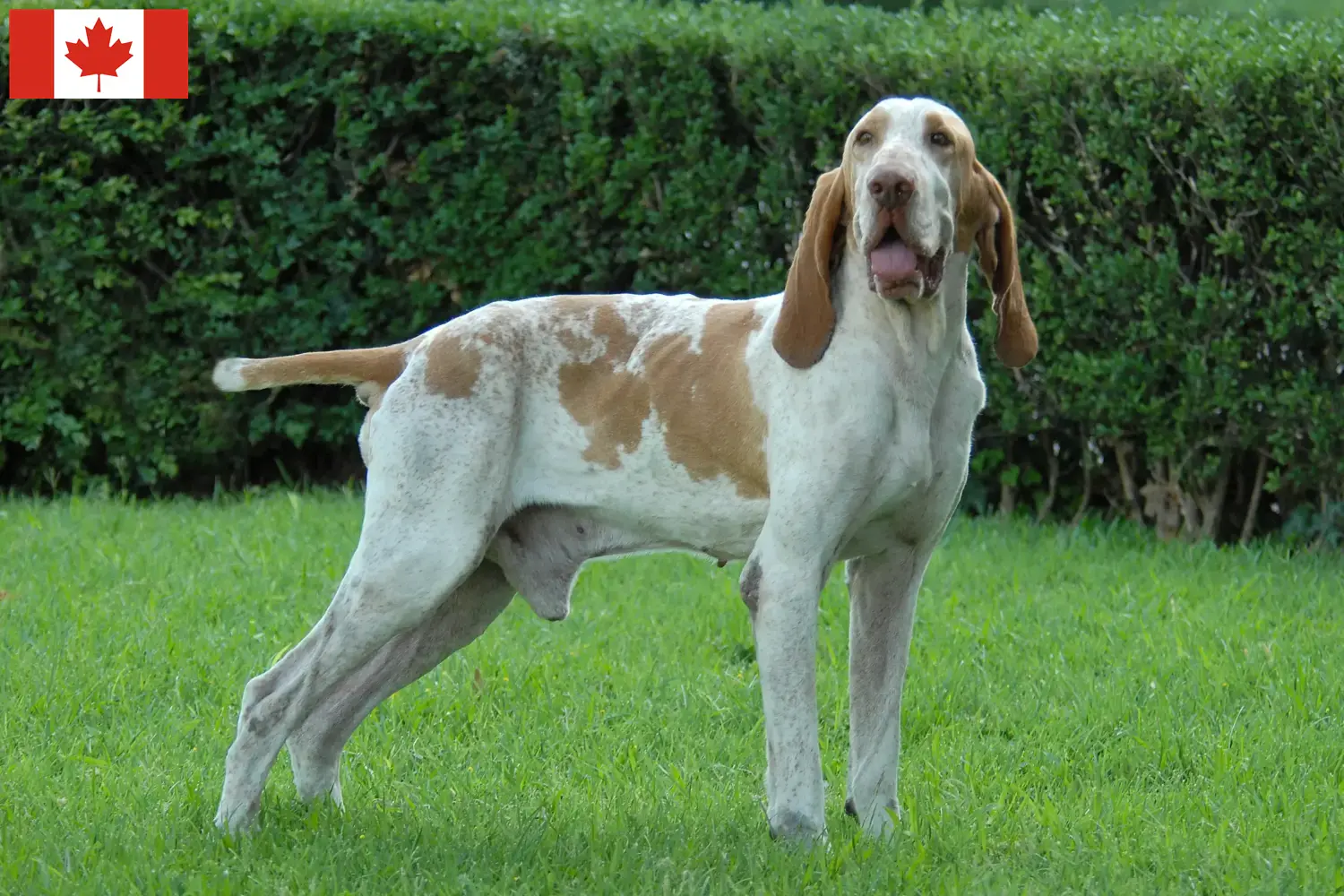 Read more about the article Bracco Italiano tenyésztők és kölykök Kanadában