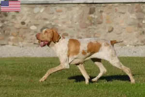 Read more about the article Bracco Italiano tenyésztők és kiskutyák az USA-ban