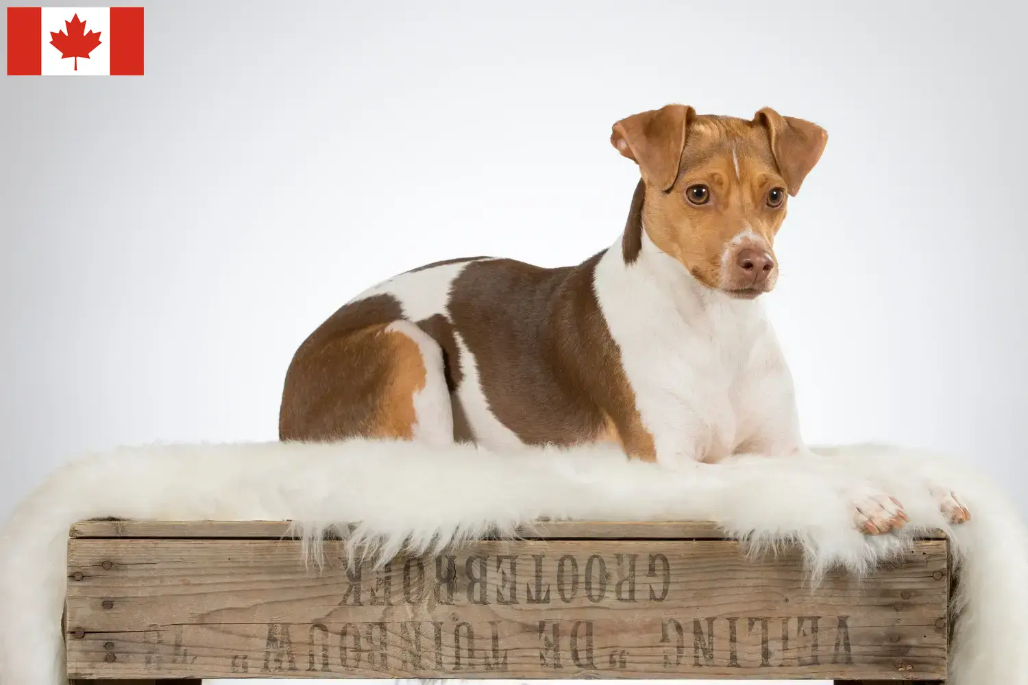 Read more about the article Brazil terrier tenyésztő és kölykök Kanadában
