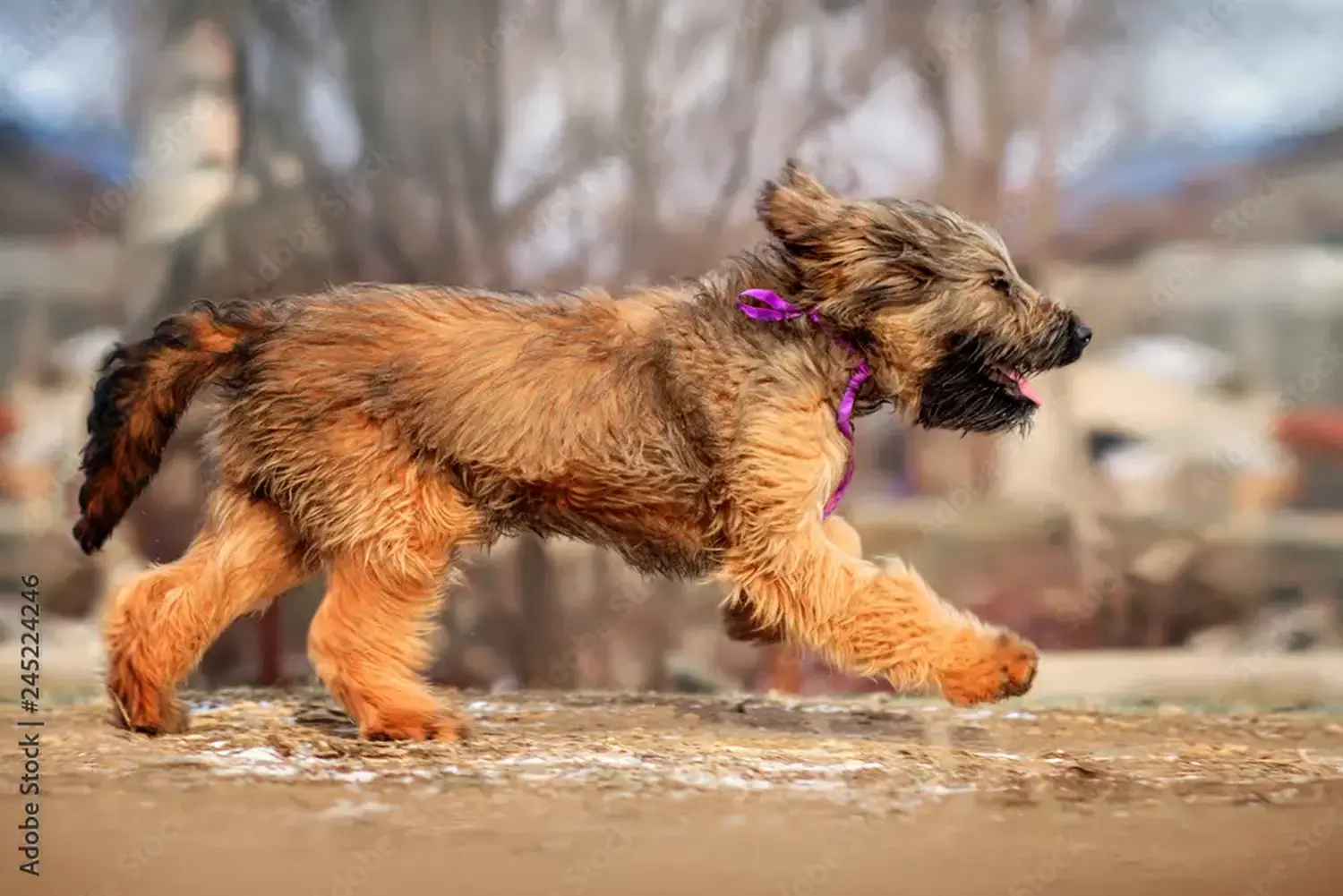 Briard kölyökkutya vásárlása felelősségvállalást jelent! Briard kiskutyák vásárlása.