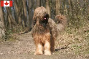 Read more about the article Briard tenyésztők és kölykök Kanadában