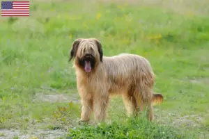 Read more about the article Briard tenyésztők és kölykök az USA-ban