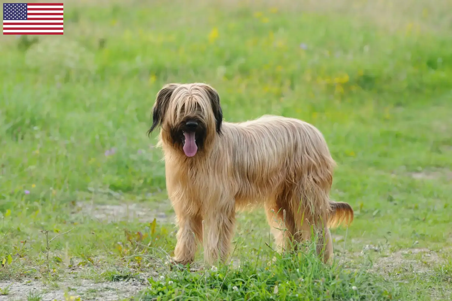 Briard kiskutyák és tenyésztők USA Itt találhat Briard tenyésztőket az USA-ban.