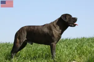 Read more about the article Bullmastiff tenyésztők és kölykök az USA-ban