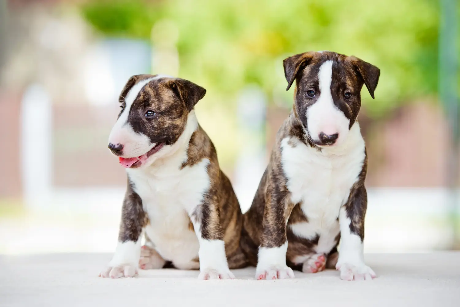Bullterrier kölyökkutya vásárlása felelősségvállalást jelent! Bullterrier kölyökkutyák vásárlása.