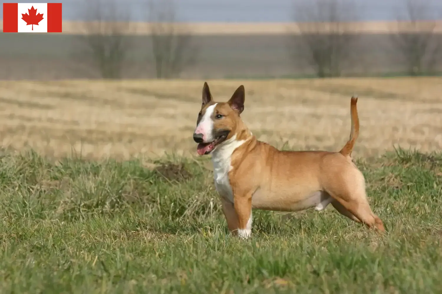 Bullterrier kölykök és tenyésztők Kanada Keress bullterrier tenyésztőket Kanadában.