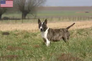 Read more about the article Bullterrier tenyésztők és kölykök az USA-ban