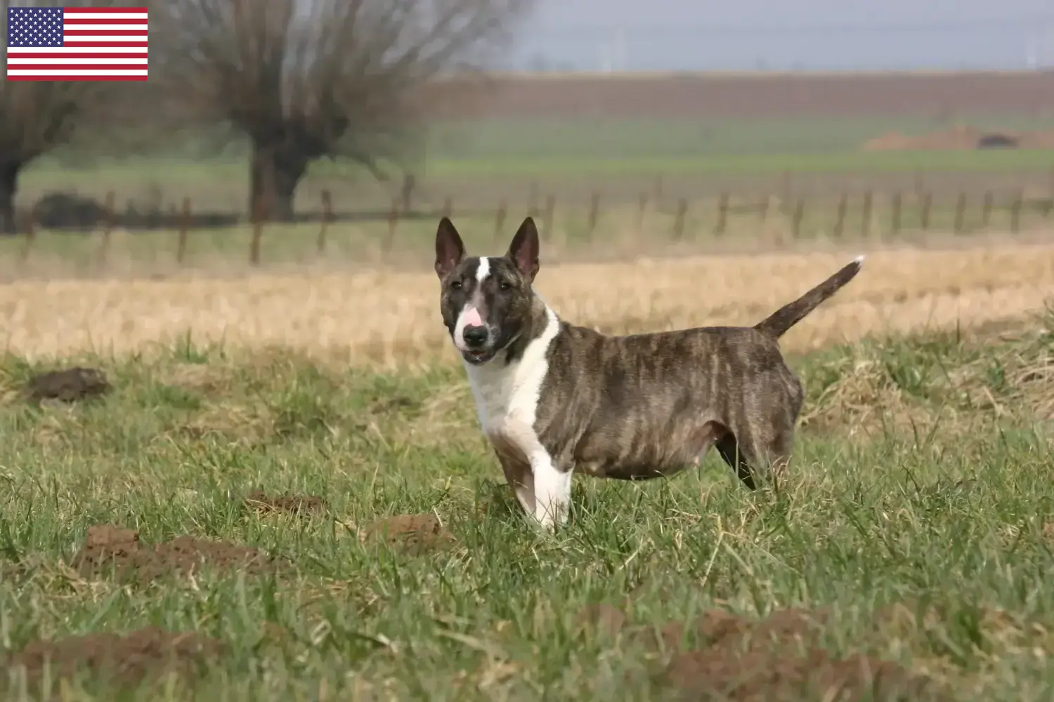 Bullterrier kölykök és tenyésztők USA Itt találhat Bullterrier tenyésztőket az Egyesült Államokban.