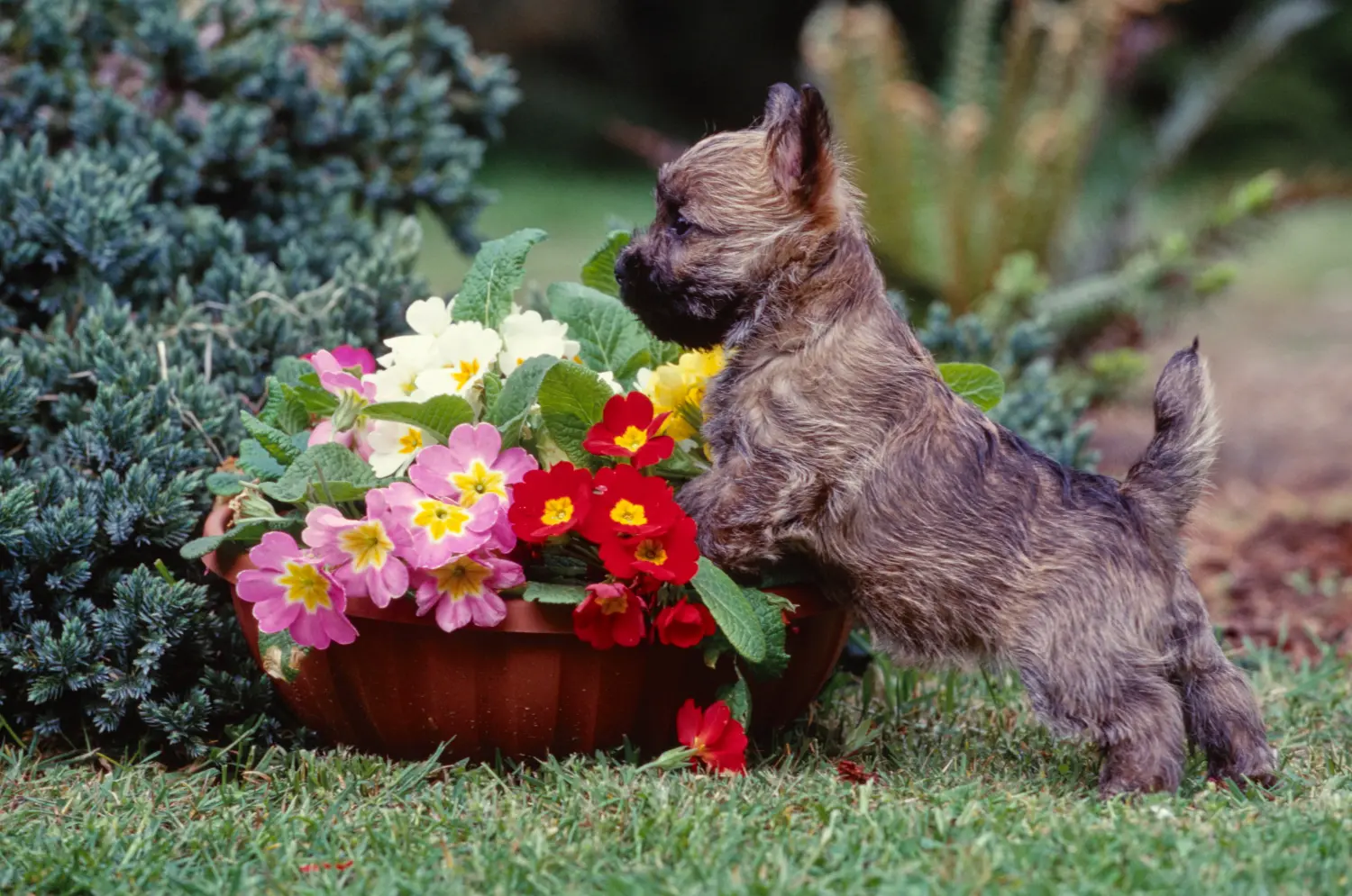 Cairn terrier kölyökkutya vásárlása felelősségvállalást jelent! Cairn terrier kiskutyák vásárlása.