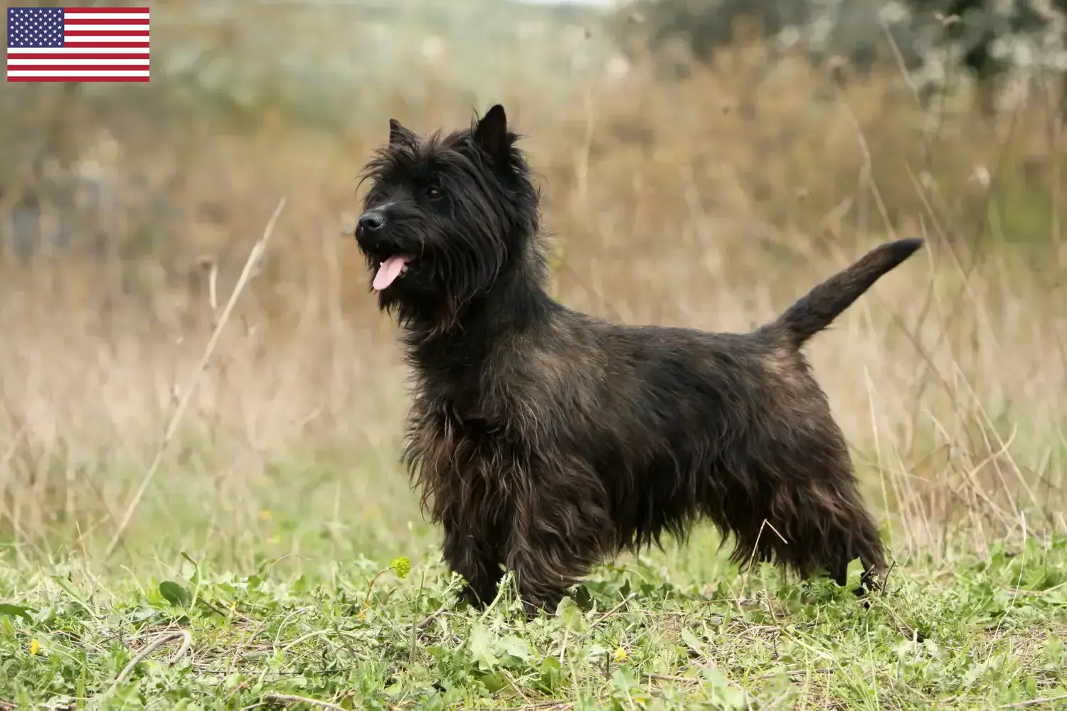 Cairn terrier kölykök és tenyésztők USA Itt találhat Cairn terrier tenyésztőket az Egyesült Államokban.