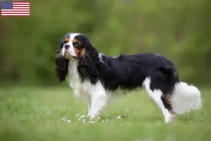 Read more about the article Cavalier King Charles Spaniel tenyésztők és kölykök az USA-ban