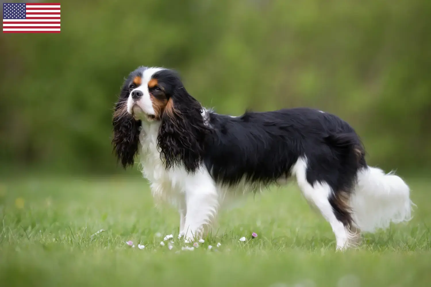 Cavalier King Charles Spaniel kiskutyák és tenyésztők USA Cavalier King Charles spániel tenyésztőket az USA-ban itt találsz.