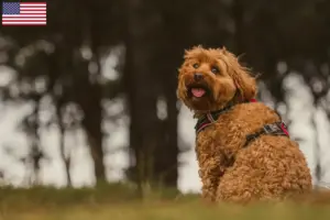 Read more about the article Cavoodle tenyésztők és kölykök az USA-ban