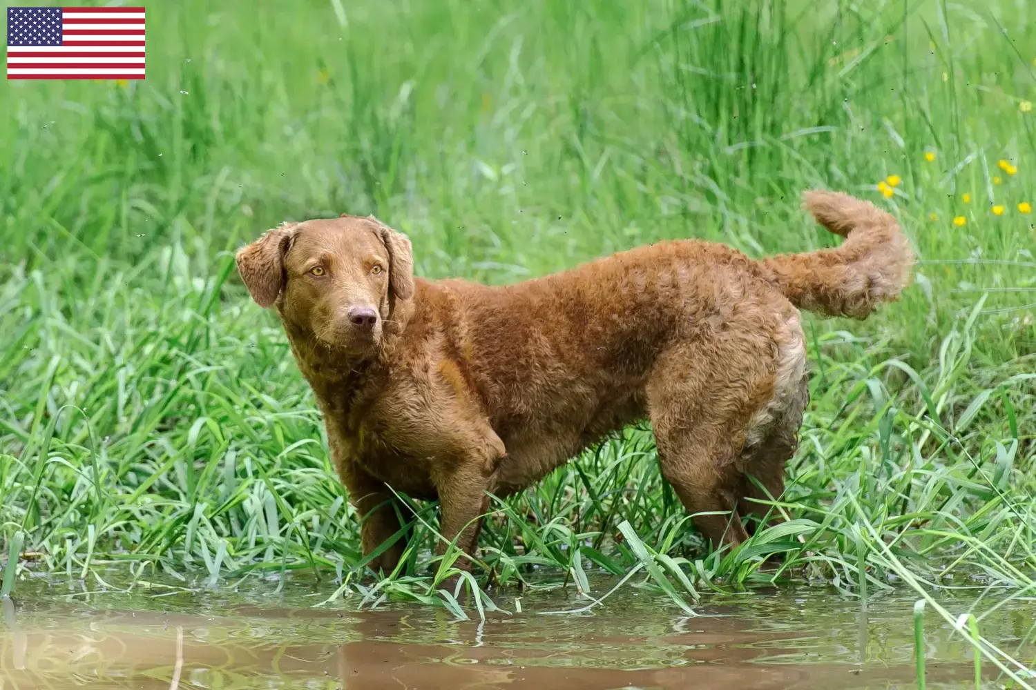 Chesapeake Bay Retriever kiskutyák és tenyésztők USA Chesapeake Bay Retriever tenyésztőket az USA-ban itt találsz.