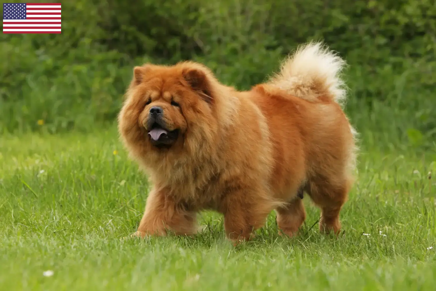 Read more about the article Chow Chow tenyésztők és kiskutyák az USA-ban