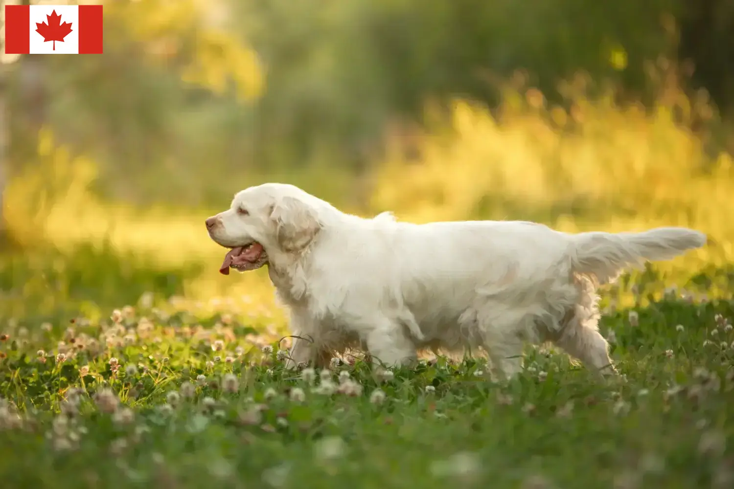 Clumber spániel kölykök és tenyésztők Kanada Találd meg a Clumber Spaniels tenyésztőket Kanadában.