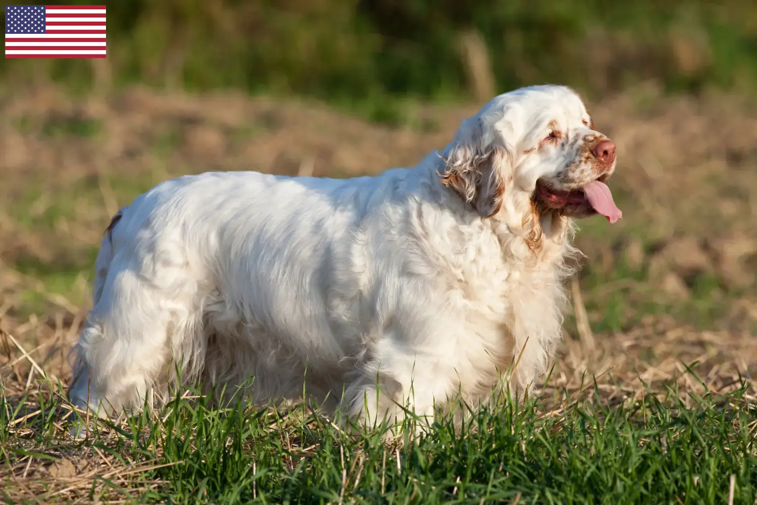 Clumber spániel kiskutyák és tenyésztők USA Itt találhatsz Clumber Spaniel tenyésztőket az USA-ban.