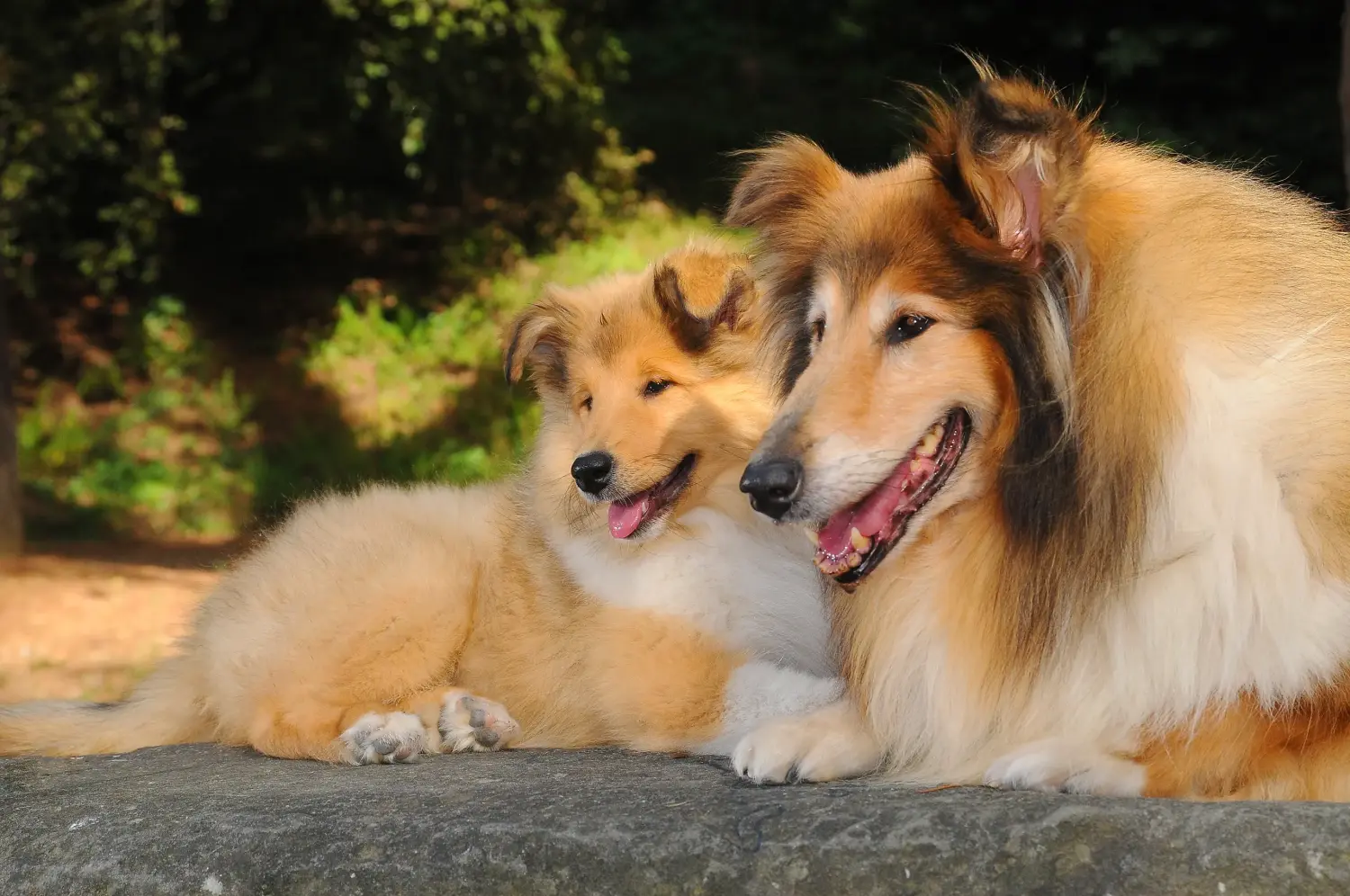 Egy collie kölyökkutya megvásárlása felelősségvállalást jelent! Collie kiskutyák vásárlása.