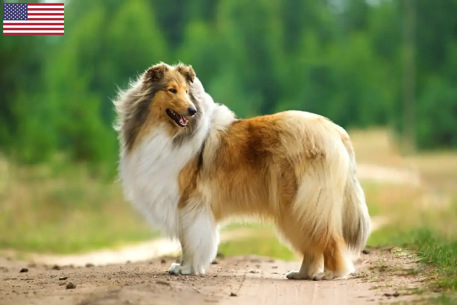 Read more about the article Collie tenyésztők és kölykök az USA-ban