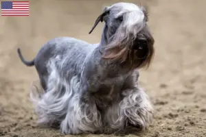 Read more about the article Cseh terrier tenyésztő és kölykök az USA-ban