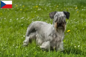 Read more about the article Cseh terrier tenyésztő és kölykök Csehországban
