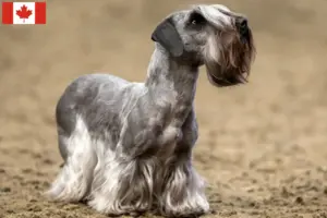 Read more about the article Cseh terrier tenyésztő és kölykök Kanadában